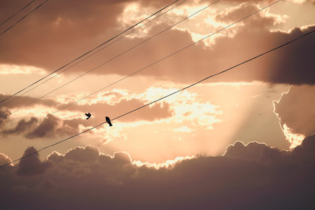Two birds on a wire or electric line on the stormy sunset sky background. Relationship concept