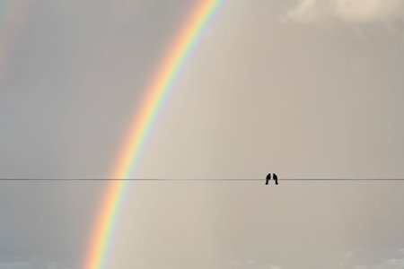 Two birds on a wire or electric line on the sky with rainbow background. Relationship conceptの写真素材