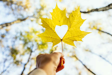 Man hand with maple autumn leaf with hole in the form of heart in autumn park at sunshineの写真素材
