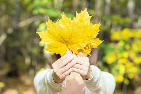 Beautiful happy young woman closing her face bouquet of yellow maple leaves in autumn parkの写真素材