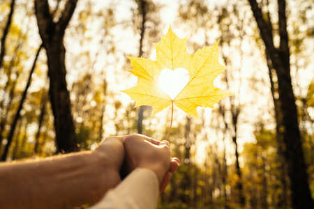 Lovers man and woman holding autumn maple leaf with a hole in the form of heart in their hands while walking in park at sunny day. Close up, croppedの写真素材