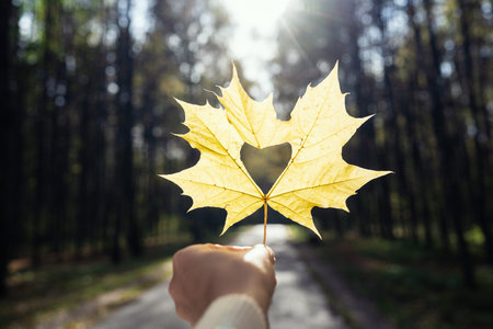 Woman hand with maple autumn leaf with hole in the form of heart in autumn park at sunshine