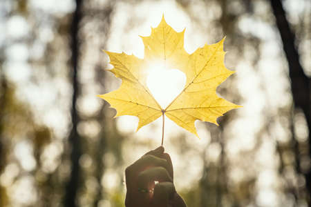 Man hand with maple autumn leaf with hole in the form of heart in autumn park at sunshineの写真素材