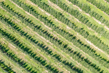Drone view of huge ripe apple orchard, trees, field in summer. harvesting. Aerial viewの写真素材