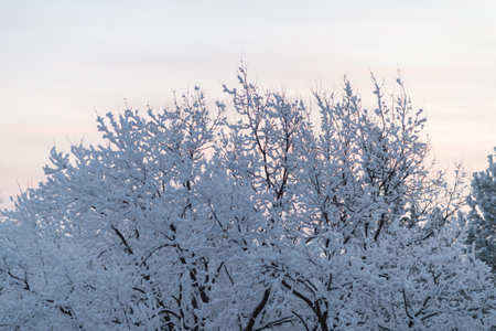 Winter trees in a snow after snowfall on the sky background. Russiaの写真素材