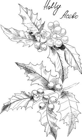 Hand drawn boranical illustration of holly. Each element is isolated. There are layers of: every element, fill of flowers and line work. Very esasy to edit for any your project. Vector illustrationのイラスト素材