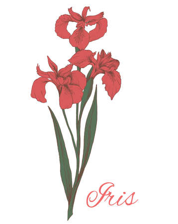 Colored illustration od iris flower isolated on white background. The element for greeting cards, wedding invitations, gift prints.のイラスト素材
