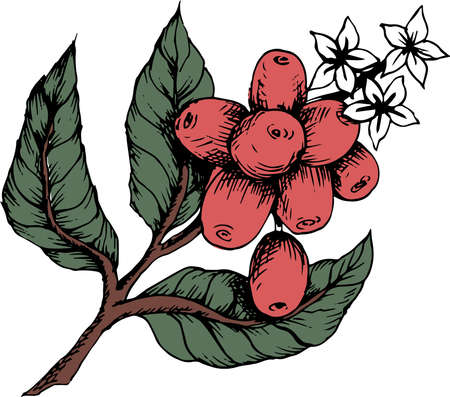 vector illustration of coffee beans based on hand-drawn sketchのイラスト素材