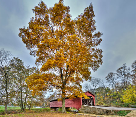 The Utica Mills covered bridge in Maryland during Autumn
