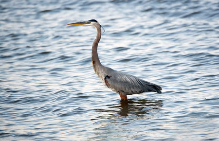 Great Blue Heron fishing in the Chesapeake Bay in Marylandの写真素材