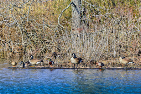 Canadian Geese and Ducks sharing a log on a pond near the Chesapeake Bay in Marylandの写真素材