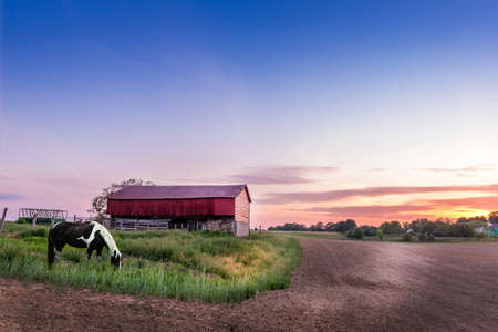 Horse grazing on a Mryland farm at sunsetの写真素材