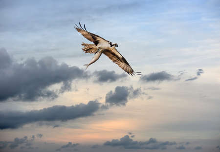 Osprey flying with a large Rockfish over the Chesapeake Bay in Maryland near sunsetの写真素材