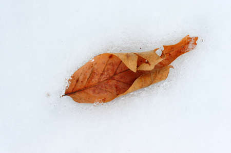 Leaf frozen in the snowの写真素材