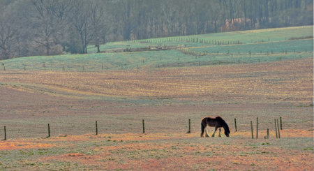A Belgian Clydesdale horse quietly grazing in a field on a rural Maryland farm.の写真素材