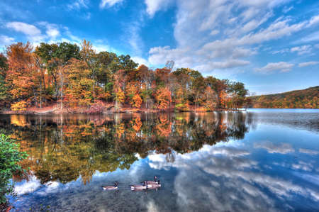 Autumn colors reflect in the water with a blue sky as canadian geese swim in Loch Raven Marylandの写真素材
