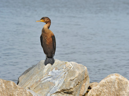 Double crested Cormorant resting on rock after fishing in the Chesapeake Bay Maryland near sunset
