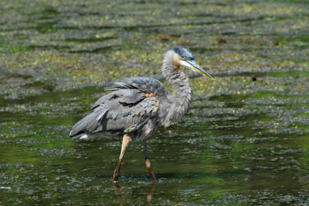 Great Blue Heron fishing in a pond.の写真素材