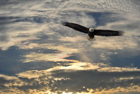 Alaskan Bald Eagle soaring against an Alaska skyの写真素材
