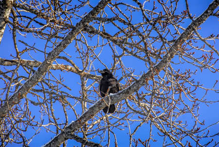 Raven in a tree in Alaska in Winterの写真素材