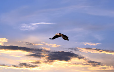 Bald Eagle soaring over a sunset skyの写真素材
