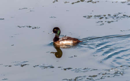 Greater Scaup swimming in an icy Chesapeake bay in Marylandの写真素材