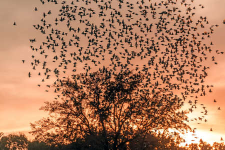 Large flock of Starlings flying over a tree silhouette at sunsetの写真素材