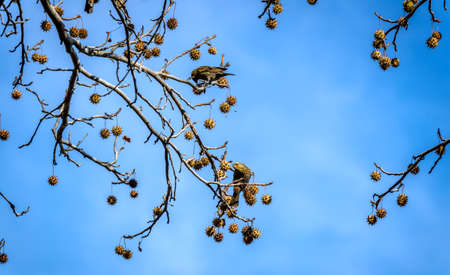 European Starlings feeding on seeds on a Gum Tree in Autumnの写真素材