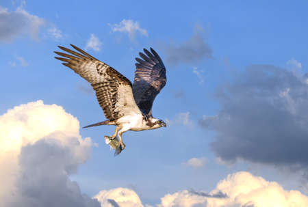 Osprey flying in the clouds over the Chesapeake Bay with fish in talonsの写真素材