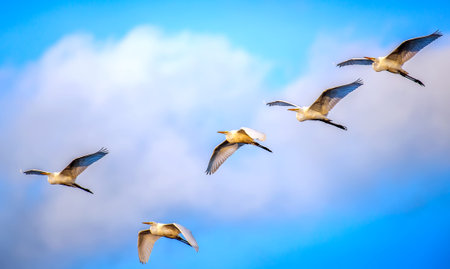 Flock of Great Egrets flying in the clouds over the Chesapeake Bay