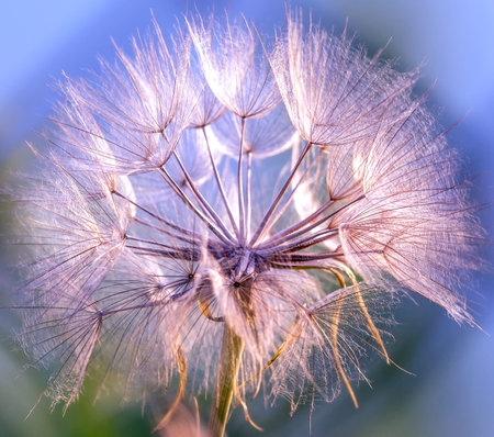 Closeup of the seeds in a Dandelion weed illuminated by sunlight