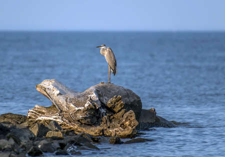 Great Blue Heron standing on an old log on a jetty in the Chesapeake Bayの写真素材