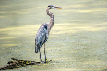 Great Blue Heron standing in sunlight in a marshy pond near the Chesapeake Bay in Marylandの写真素材