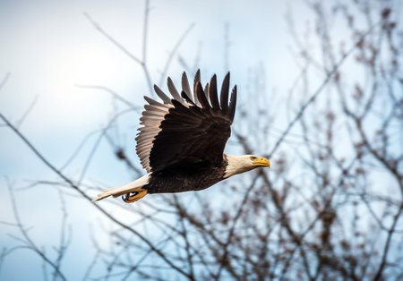 Bald Eagle flying through trees