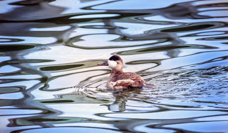 Ruddy duck swiming in a pond in Maryland with Autumn reflectionsの写真素材