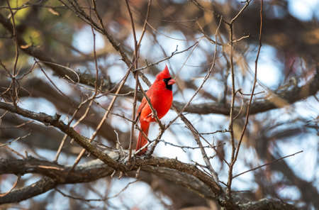 Northern Cardinal perched in a tree during Winterの写真素材