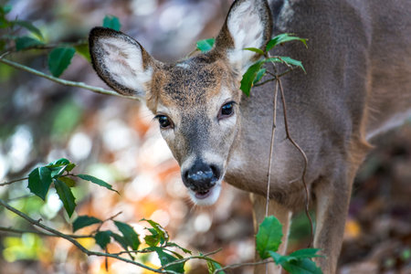 White Tailed Deer peeking through a holly bush in a Maryland forest
