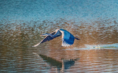 Great Blue Heron flying low over the Chesapeake Bay in Marylandの写真素材