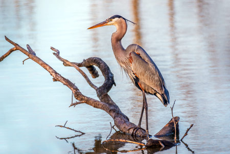 Great Blue Heron fishing from a tree branch in a pond on the Chesapeake Bay in Marylandの写真素材