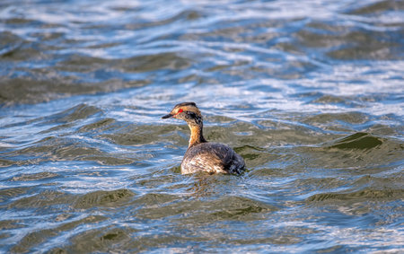 Horned Grebe swimming in the Chesapeake bay in Maryland looking for fish in the waves