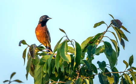 Orchard Oriole Songbird perched on a green bush in the sunの写真素材