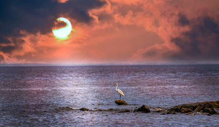 Great Egret standing on a rock in the Chesapeake Bay with the sun setting in the backgroundの写真素材