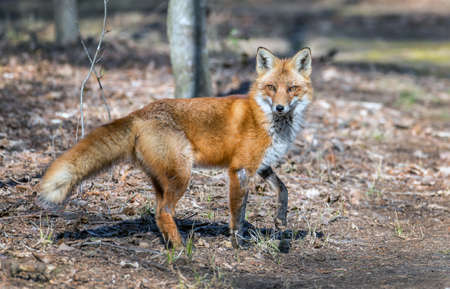 Wild Red Fox during Springtime standing in the sunlight in a Maryland forestの写真素材