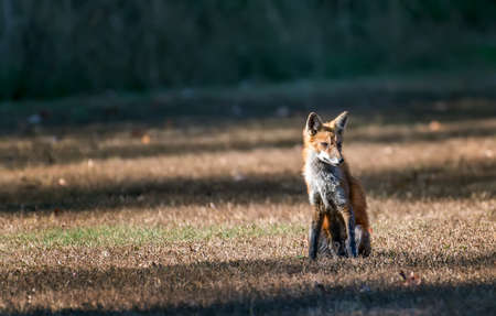 Wild Red Fox sitting in the sunlight in a fieldの写真素材