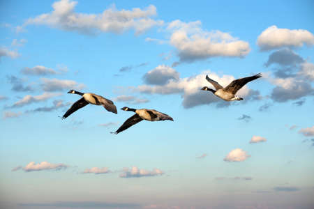 Flock of Canadian Geese soaring through clouds near sunsetの写真素材
