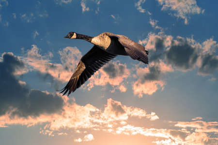 Canadian Goose soaring in the clouds above a beautiful sunlit sky near sunsetの写真素材