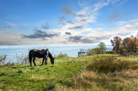 Female standing quietly next to her horse while it grazes in a grass field overlooking the Chesapeake Bay in Maryland with Autumn colorsの写真素材