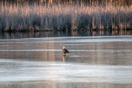 Bald Eagle standing on the ice in the middle of a frozen lake near the Chesapeake Bay during Winterの写真素材