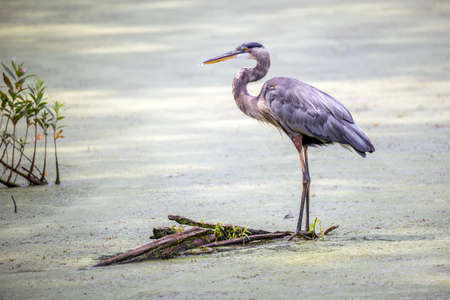 Close-up of a beautiful Great Blue Heron standing in sunlight in a green pond near the Chesapeake Bay in Marylandの写真素材