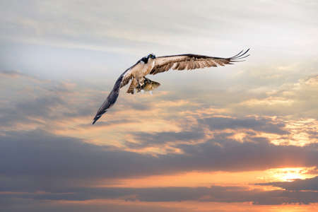 Magnificent Osprey flying with a large rock fish in its talons over the Chesapeake Bay against a sunset skyの写真素材